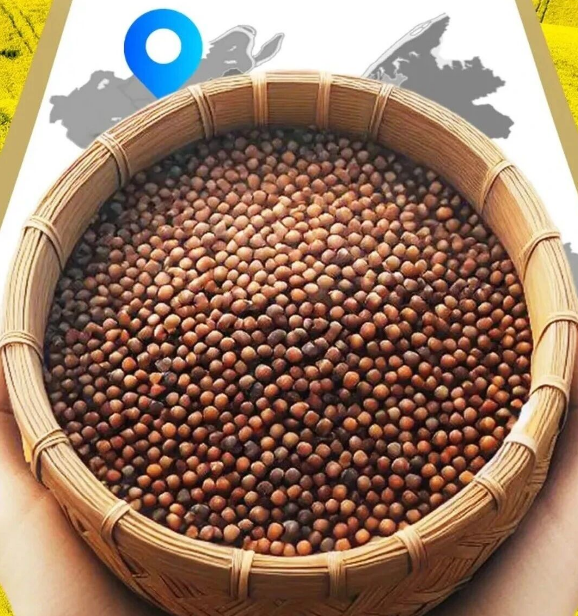 精品久久久久久无码人妻