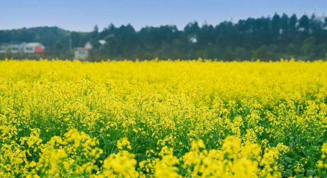 精品久久久久久无码人妻