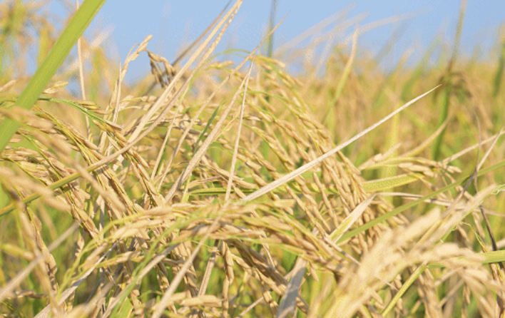 精品久久久久久无码人妻