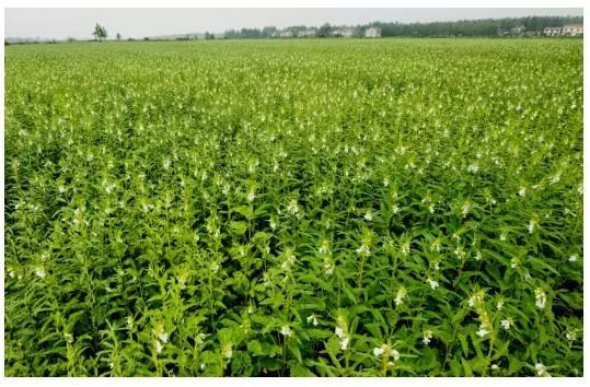 精品久久久久久无码人妻