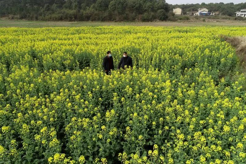 精品久久久久久无码人妻