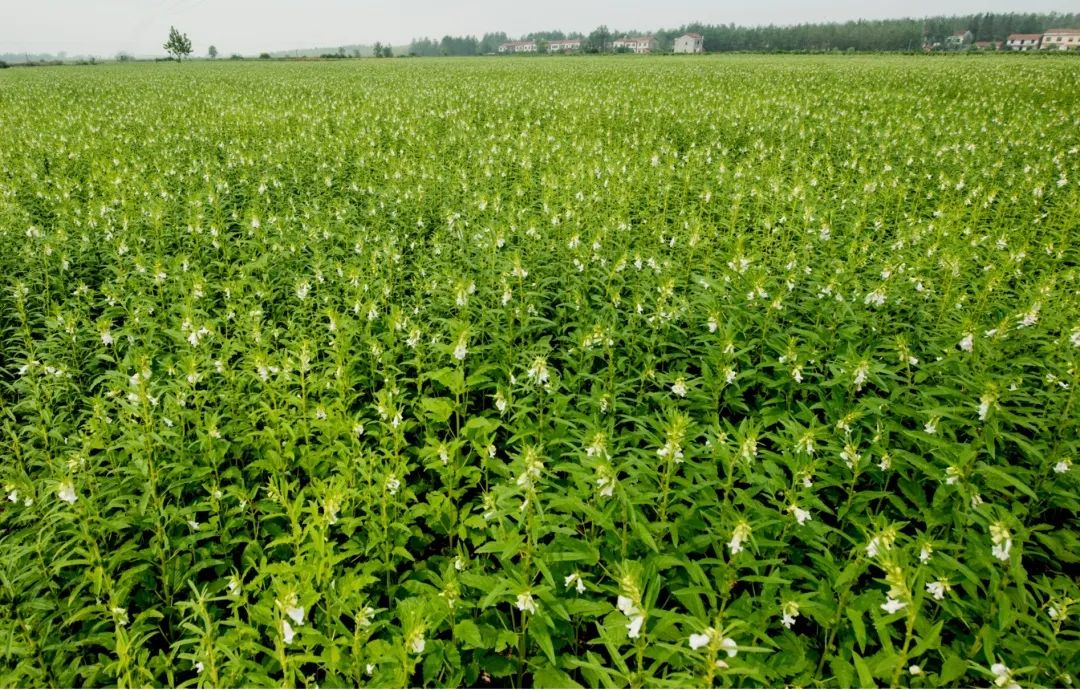 精品久久久久久无码人妻