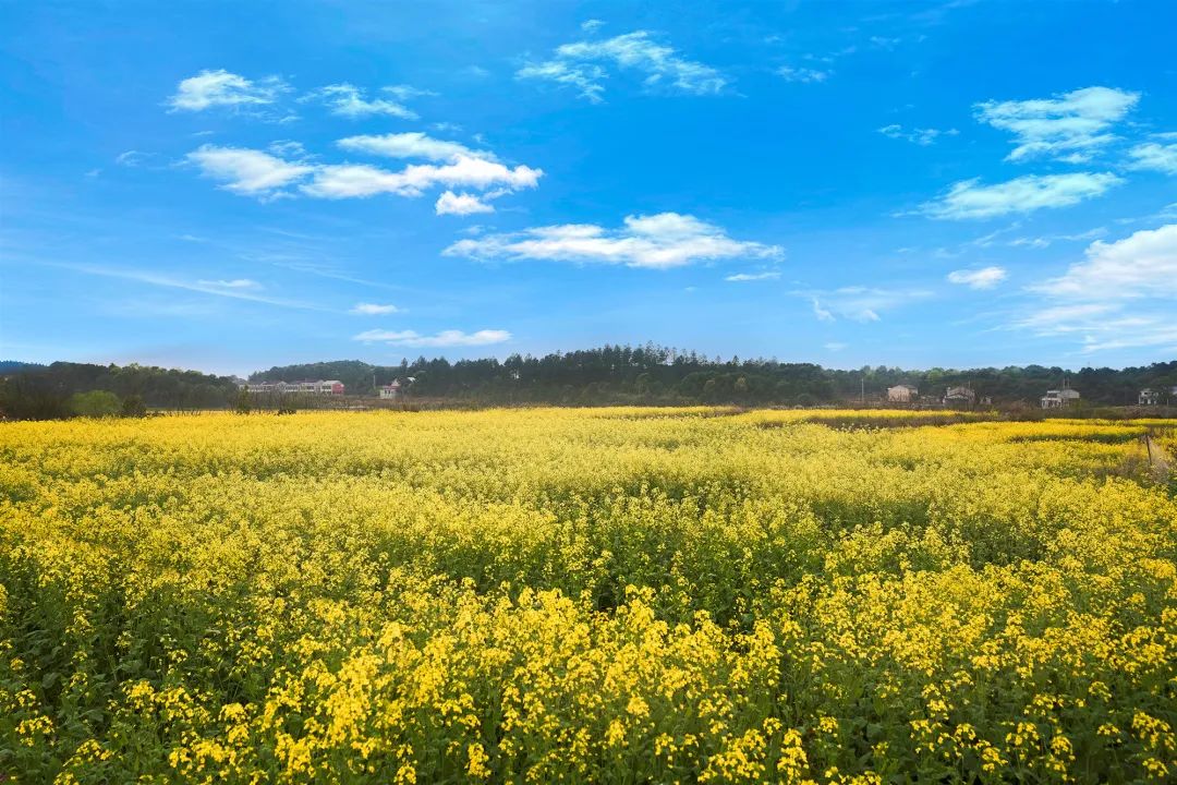 精品久久久久久无码人妻