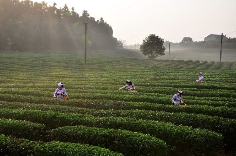 精品久久久久久无码人妻