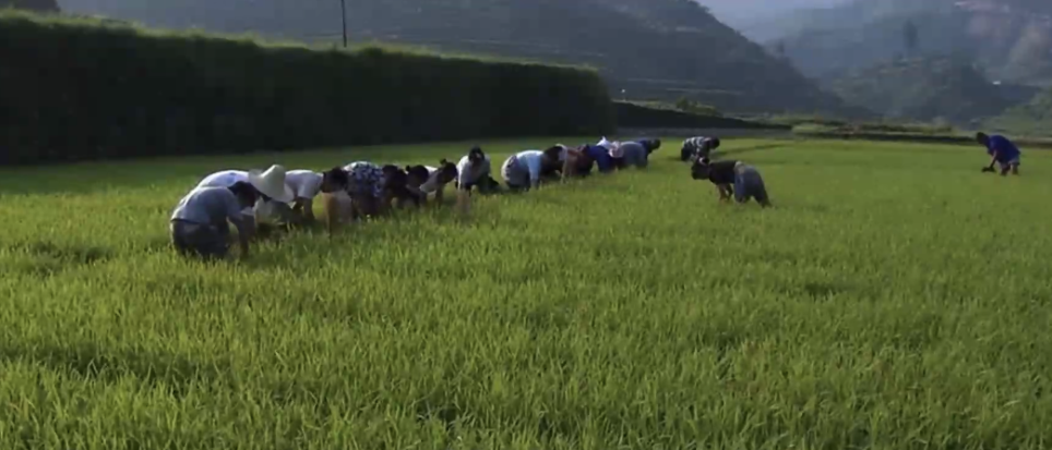 精品久久久久久无码人妻